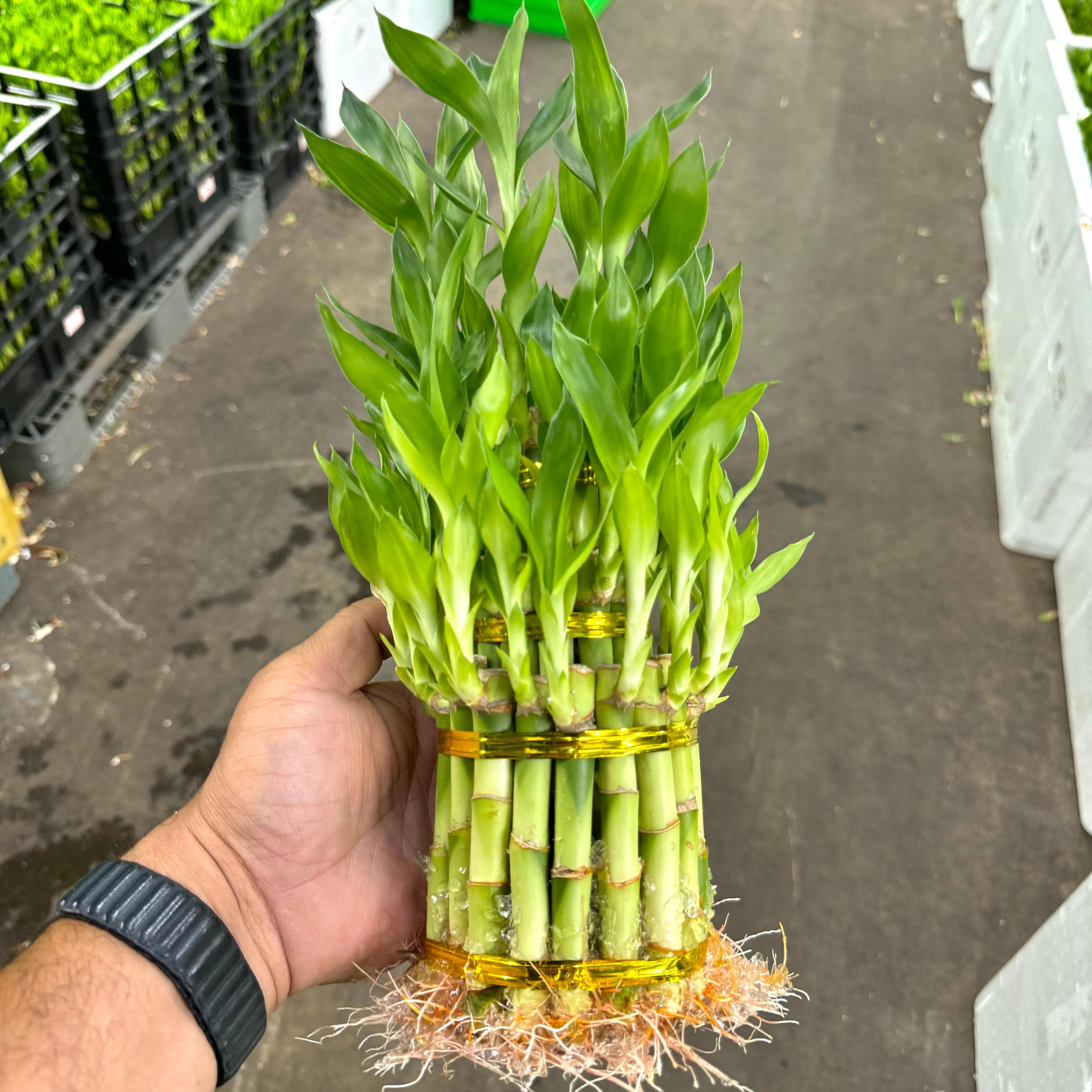 Lucky Bamboo Live Plant 3 Layers | Lucky Bamboo Plant | Straight Dracaena  Sanderiana House Plants | Hydroponic Easy Care Houseplant Gifts - Etsy