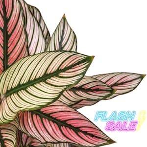 Calathea White Star - Etsy