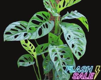 Monstera Swiss Cheese Live Plant | Monstera Adansonii Plants | Fully Rooted House Plants Indoor | Split Leaf Monstera Houseplants | Albo