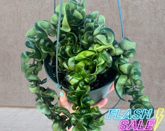 May include: A hanging Hoya carnosa 'Compacta' plant with tightly curled, dark green leaves. The plant is in a black pot suspended by a blue hanger. The leaves cascade downwards, creating a lush, textured appearance. The image has a 'Flash Sale' graphic.