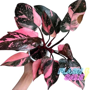 Philodendron Pink Princess Black Cherry Plant Live | Philodendron Pink Princess Marble Tissue Culture | Rooted House Plants Houseplants