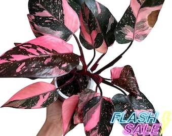 May include: Pink and black variegated Philodendron Birkin houseplant in a white pot. The plant has large, heart-shaped leaves with a striking pattern of pink and black.