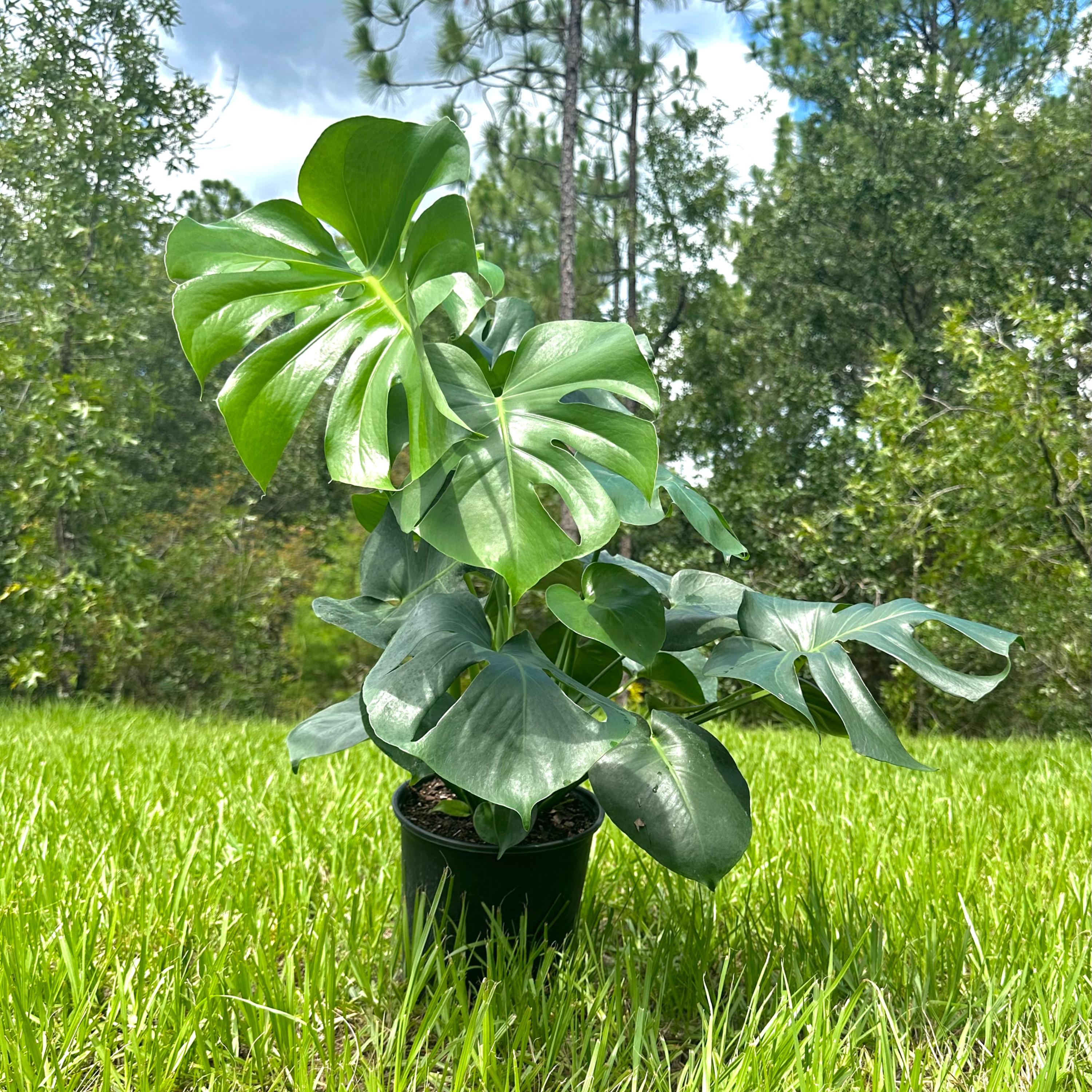 Monstera Deliciosa Live Plant | Monstera Split Leaf Indoor Tropical Plant |  Fully Rooted House Plants Indoor | Outdoor Houseplants - Etsy