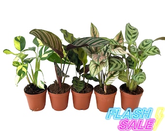 watchchain succulent Crassula Muscosa 'Watch Chain Plant' 4