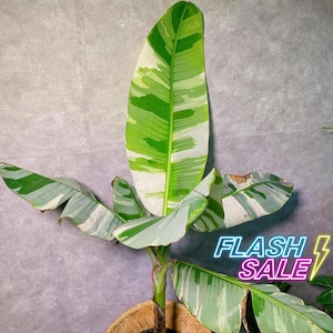 Musa Florida Variegated - Etsy
