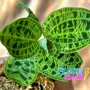 May include: Close-up of a vibrant green plant with intricate, light-colored veining patterns on its leaves. The leaves are rounded and textured. The image includes the text "FLASH SALE" in a neon style.