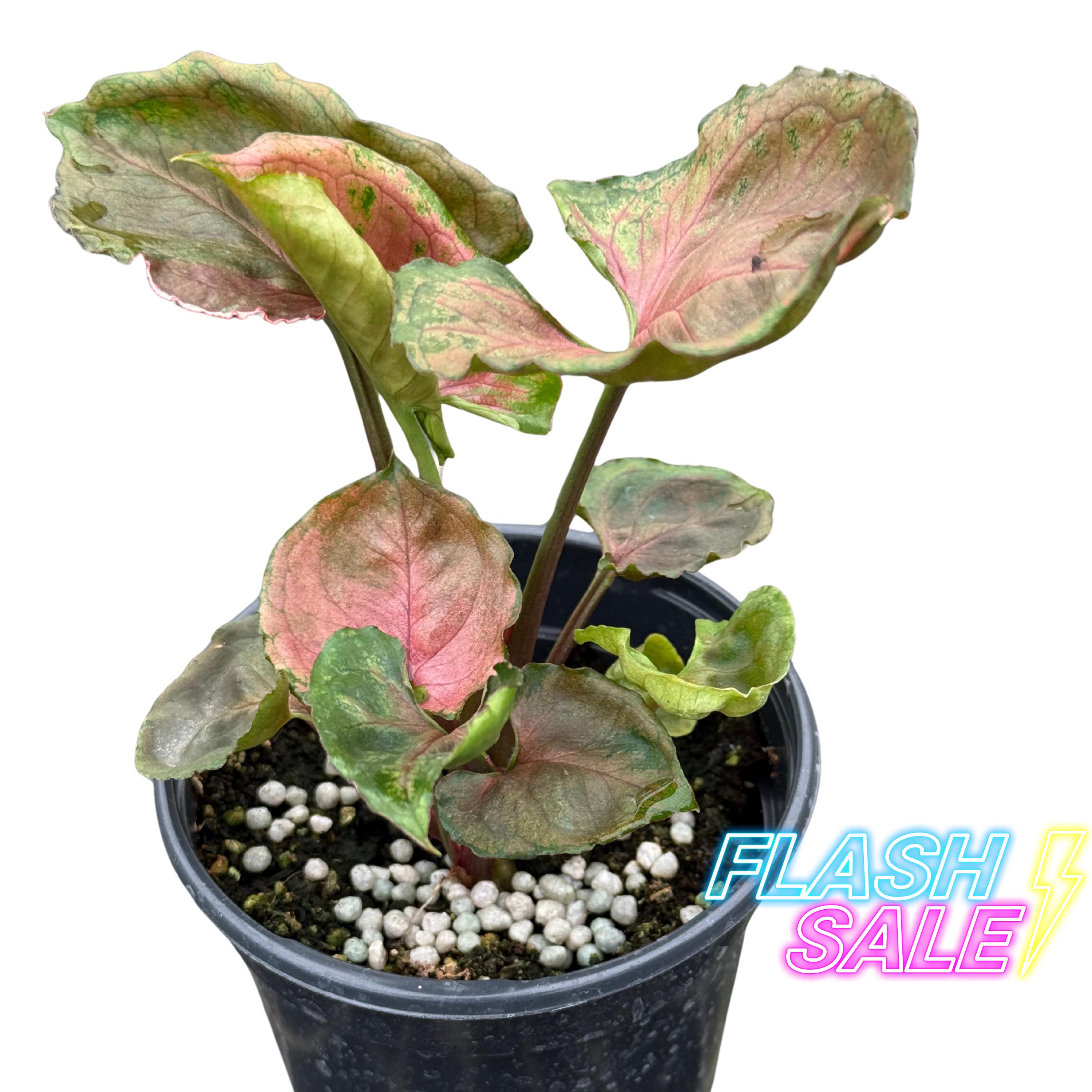 buy succulent cuttings Succulents Cuttings (2 Pounds) More than 100 fresh Cuttings  Beaultiful  Desert Plants
