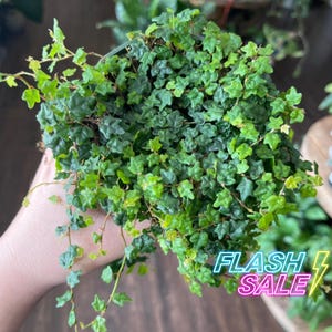 May include: A small green plant with trailing vines and tiny leaves. The plant is in a pot and is being held by a hand.