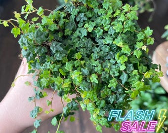 String of Frogs Live Plant | Ficus Pumila Quercifolia Starter Plants | Miniature Oakleaf Houseplants | Rare Trailing House Plant Indoor