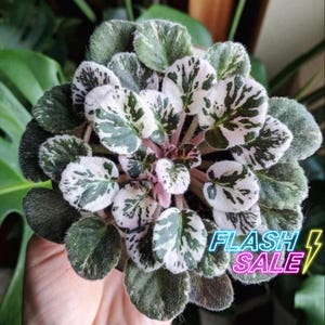 May include: A variegated African violet plant featuring rounded, fuzzy leaves with a distinct pattern of deep forest green and creamy white splashes. The foliage is arranged in a dense, symmetrical rosette formation with a central cluster of smaller leaves.
