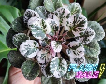 Variegated African Violet Live Plant | Annual Blooming Houseplants | ALL Plants Require You to Purchase Any 2 Plants