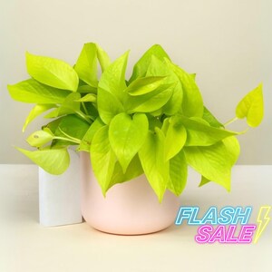 Neon Variegated Pothos - Etsy