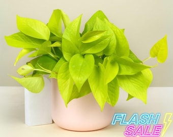 Pothos Hawaiian Live Plant Flash Sale | Epipremnum Hawaiian Pothos |  Starter House Plants | Rooted Pothos Cuttings | Full Houseplant Gift - Etsy