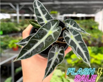 Hoya Carnosa Madara Snow Angel Variegated - Etsy
