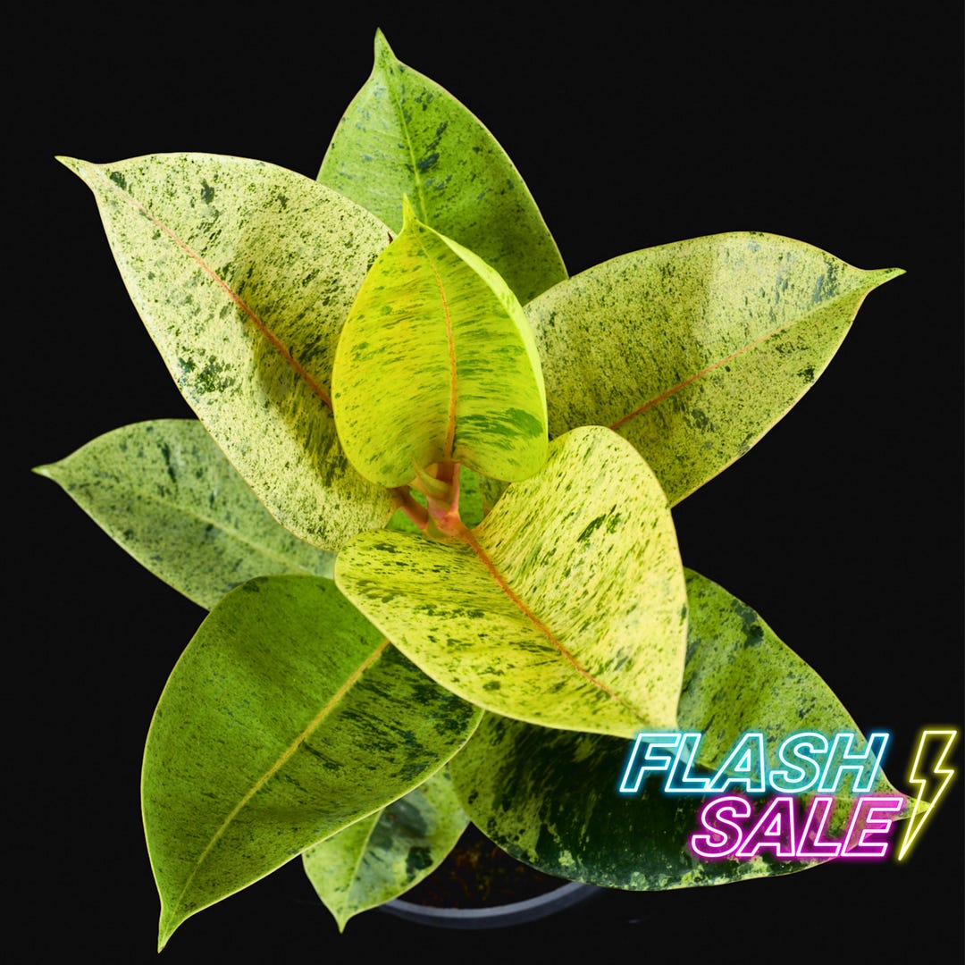 Ficus Shivereana Moonshine Live Plant | Ficus Moonshine House Plant ...