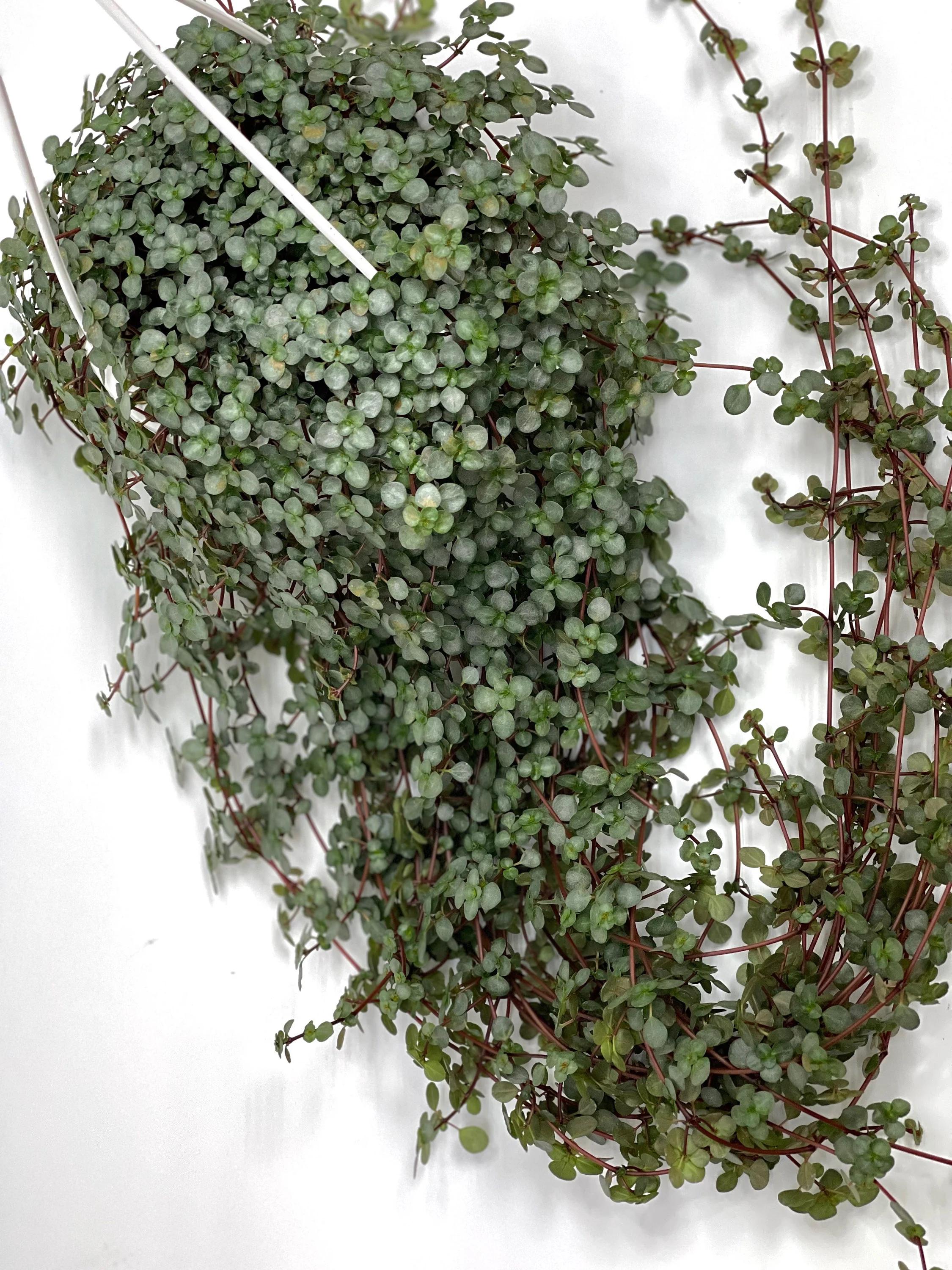 Pilea Glauca Aquamarine House Plant | Pileas Live Plants Full Basket ...