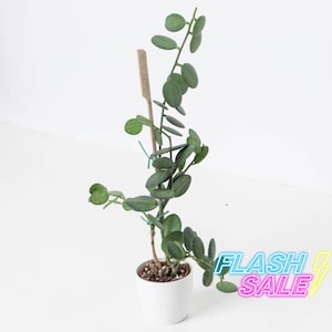 May include: A small green plant with round leaves growing in a white pot. The plant is tied to a wooden stake with green string. The plant is on a white surface.