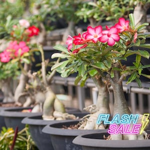 May include: A row of potted pink flowering plants with the text "FLASH SALE" in neon colors.