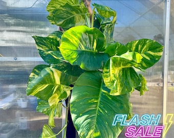 Pothos Hawaiian Live Plant Flash Sale | Epipremnum Hawaiian Pothos | Starter House Plants | Rooted Pothos Cuttings | Full Houseplant Gift