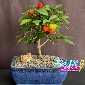 May include: A small bonsai tree with green leaves and several round, bright red and yellow fruits. The tree is planted in a rectangular, textured blue ceramic pot filled with small gray gravel and a single light-colored decorative stone.