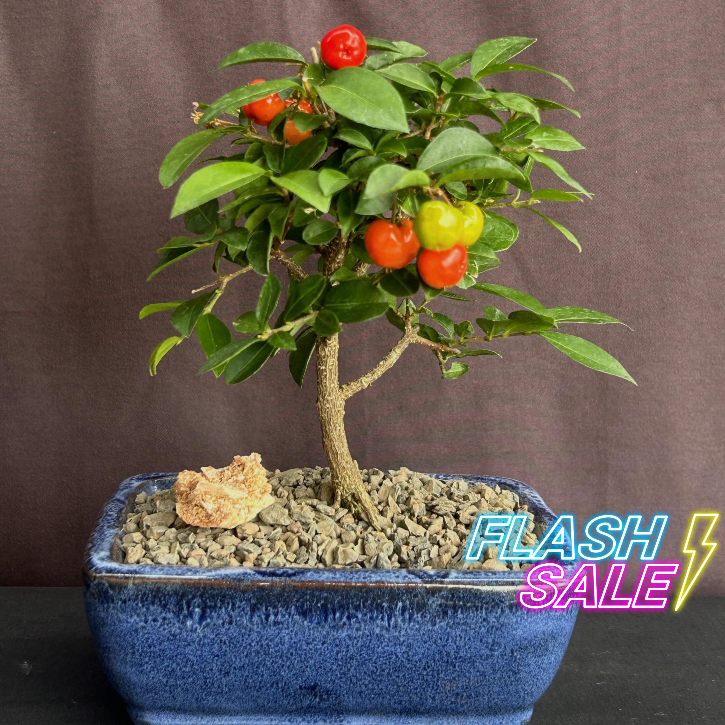 Live Japanese Bonsai Indoor - Etsy