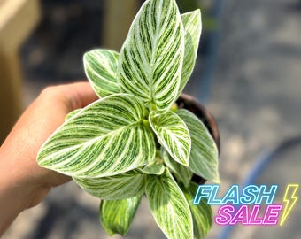 Philodendron Tissue Culture Plant  Live Plants - Etsy