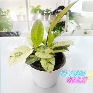 Ficus Shivereana Live Plant | Ficus Moonshine House Plant | Indoor Houseplants Home Decor | Outdoor Garden Gift | Variegated Starter Cutting