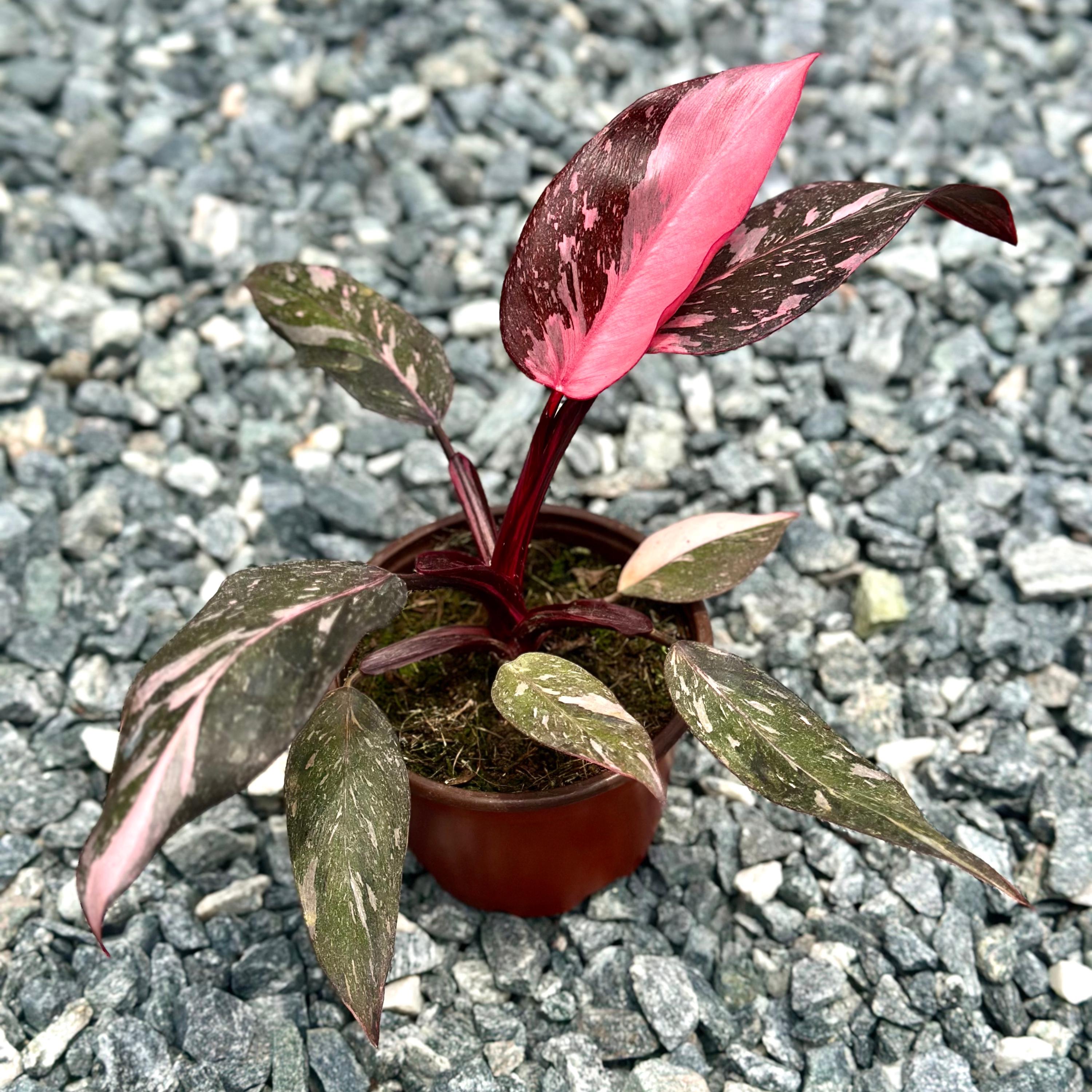 Philodendron Pink Princess Black Cherry Plant Live | Philodendron Pink  Princess Marble Tissue Culture | Rooted House Plants Houseplants - Etsy