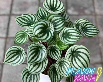 Peperomia Watermelon Live Plant | Watermelon Peperomia Obtusifolia Argyreia House Plants | Rooted Indoor Starter Houseplants | Rare Gifts