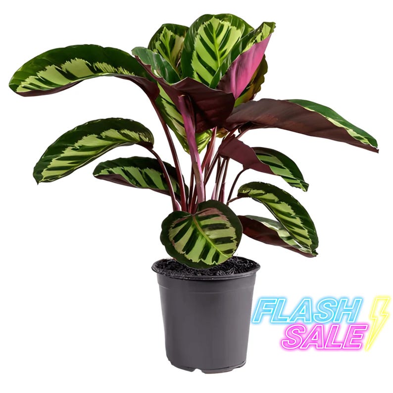 PlantCityUS Calathea Makoyana Plant - Thumbnail 3
