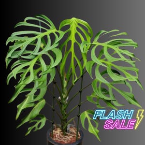 monstera soil mixture PREMIUM Thai Constellation Monstera Soil Mix - Trusted by Experts for Strong and Healthy Plants by Gardenera
