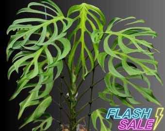 Monstera Punctulata *RARE* - Etsy