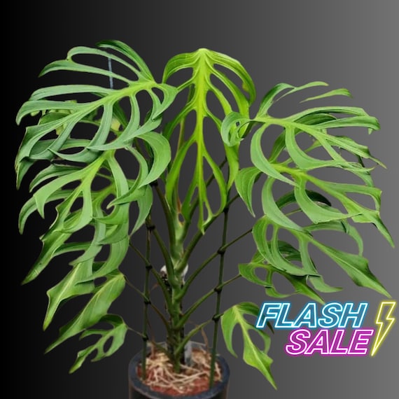 Monstera Burle Marx Flame Live Plant | Monstera Burle Marx Flame Tissue  Culture Plant | Fully Rooted House Plants Indoor | Albo Monstera - Etsy