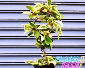 Hoya Live Plant | Hoya Carnosa Queen Variegated House Plants | Starter Plant for Beginner | Variegata Hoya Cuttings Rare Plant Gift for Sale