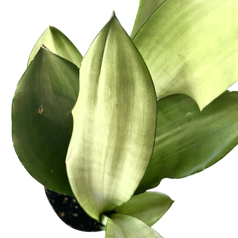 May include: A close-up of a houseplant with long, pointed leaves. The leaves are a mix of light green and dark green, creating a variegated pattern.