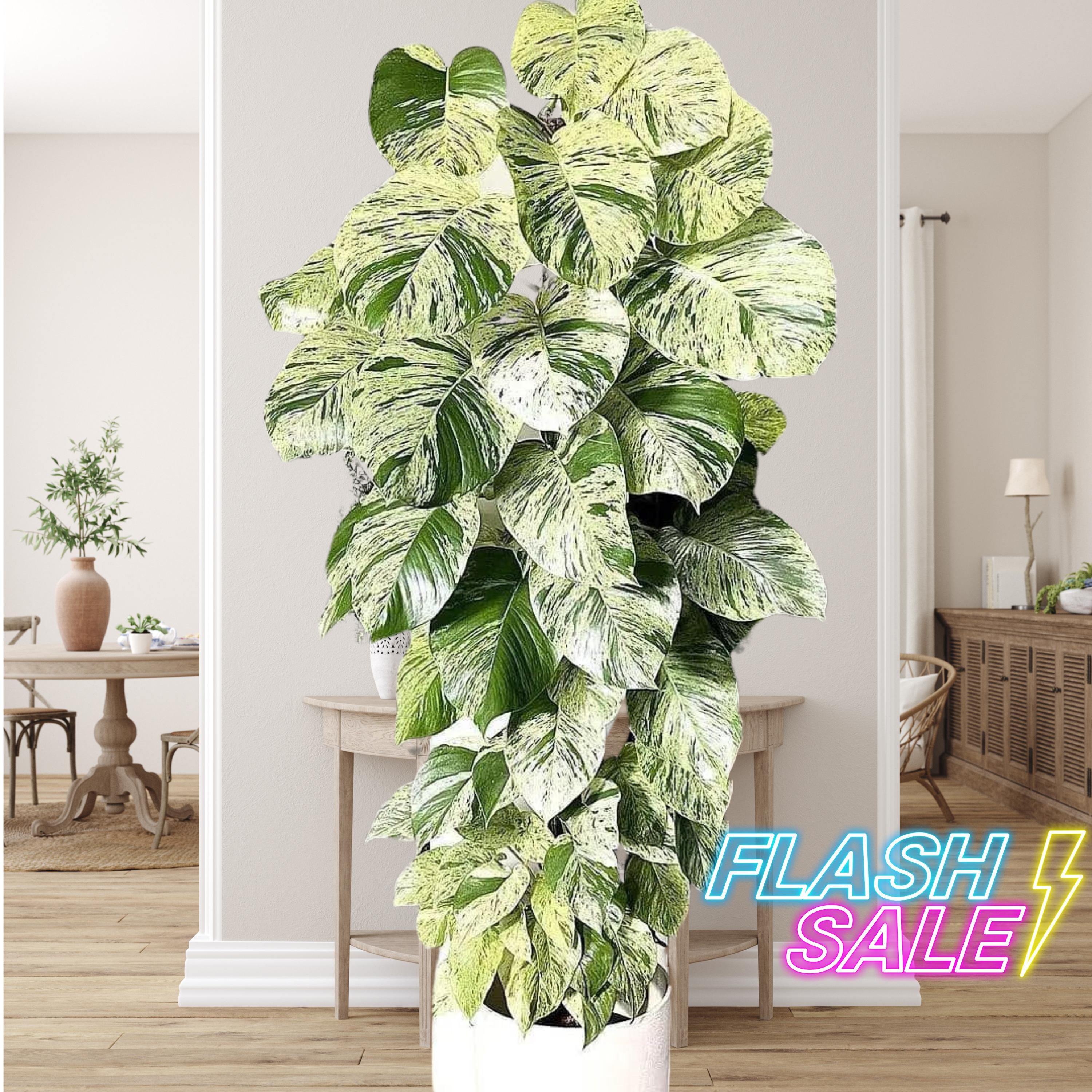 Marble Queen Pothos Live Plant Flash Sale | Epipremnum Marble Pothos |  Starter House Plants | Rooted Pothos Cuttings | Full Clippings Gift - Etsy