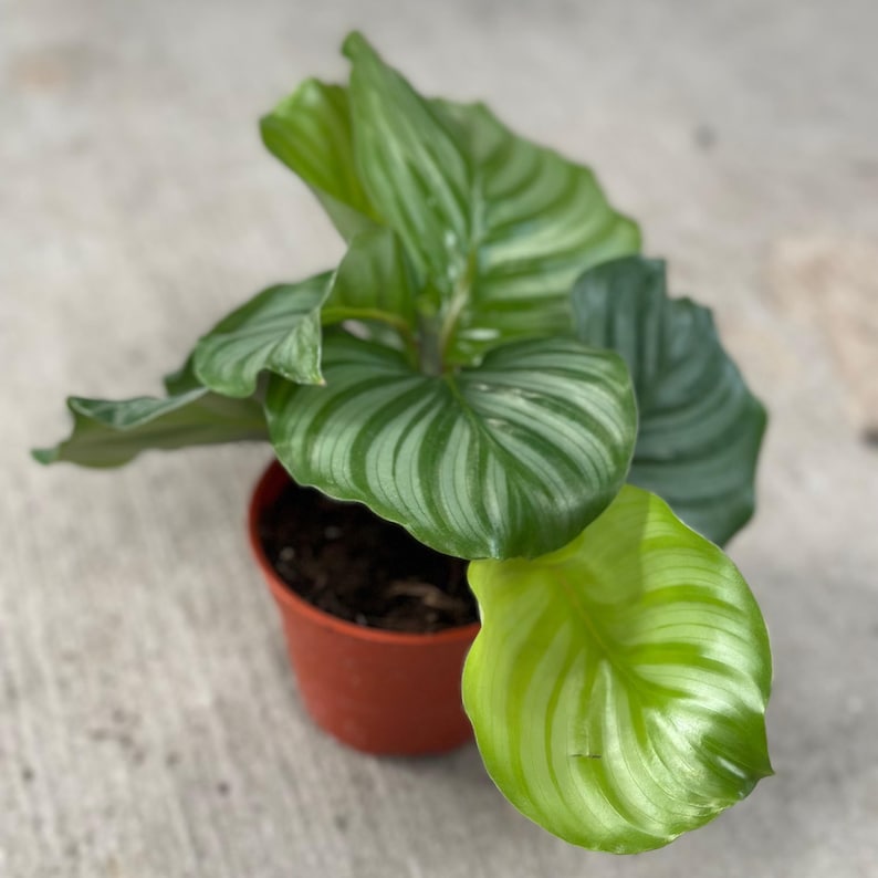 PlantCityUS Calathea Orbifolia - Thumbnail 2