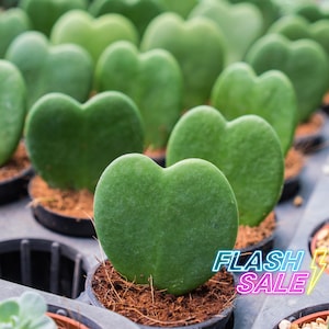 Hoya Kerrii Live Plant | Rare Hoyas Cuttings Kerrii Starter Houseplants | ALL Plants Require You to Purchase Any 2 Plants