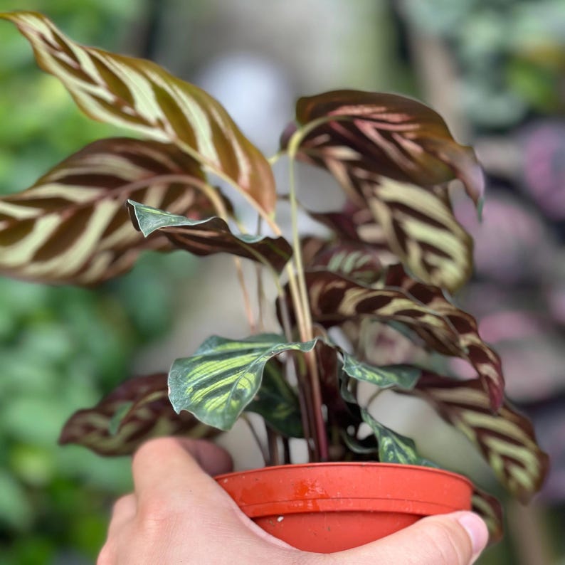 PlantCityUS Calathea Makoyana Plant - Thumbnail 4