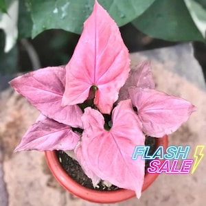 May include: A potted Syngonium plant with vibrant pink, arrow-shaped leaves arranged in a cluster. The plant is housed in a round, reddish-orange container filled with dark soil. The text FLASH SALE is printed in neon colors on the lower right.