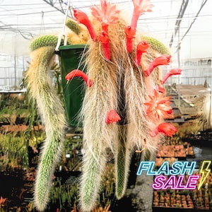 Monkey Tail Cactus Live Plant | Fuzzy Cactus Live Plant | Indoor Home Decor |  House Plants and Succulents for Outdoor Gardens | Plant Gifts