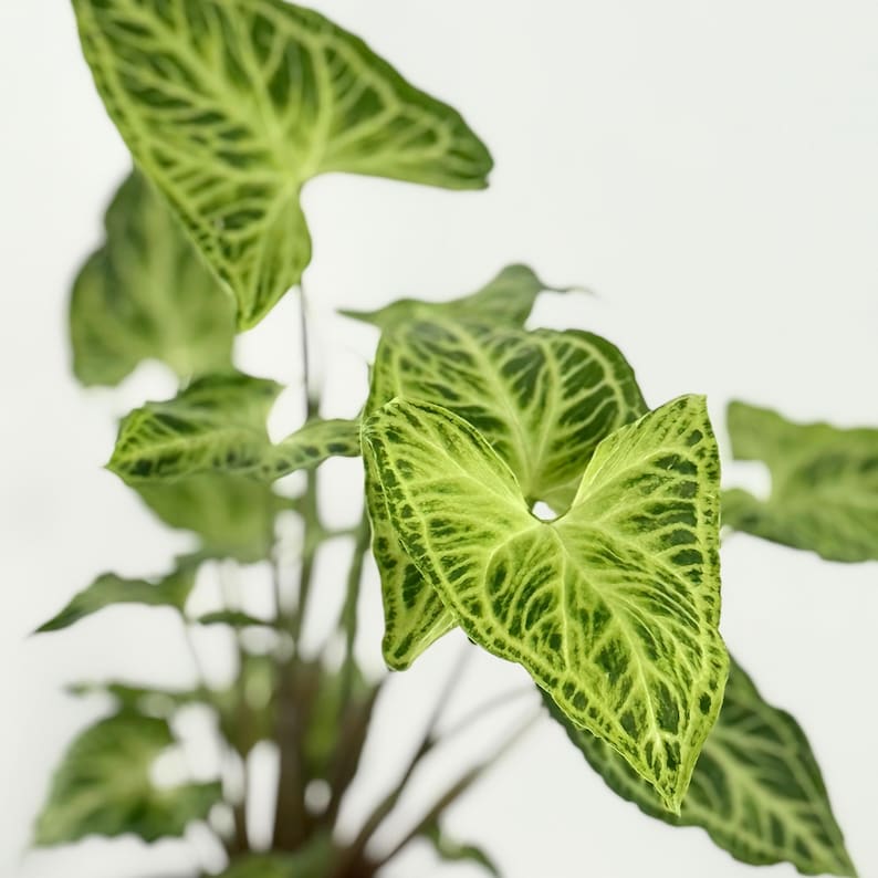 Syngonium Batik Live Plant - Thumbnail 4