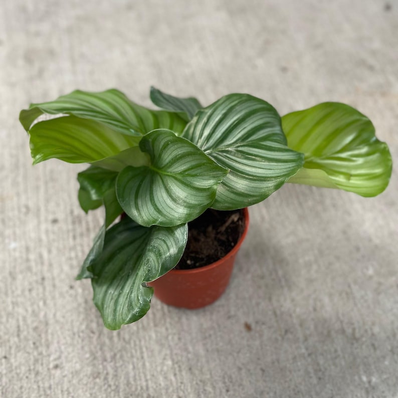 PlantCityUS Calathea Orbifolia - Thumbnail 3