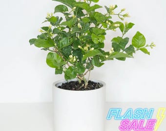 Jasmine Live Plant | Fragrant Sambac Arabian Jasmine Plants 1 Gallon | House Plants for Beginner | Houseplants for Indoor Outdoor Garden