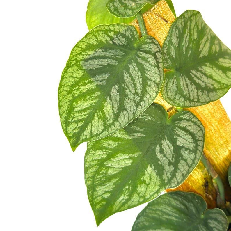 PlantCityUS Monstera Dubia Plant