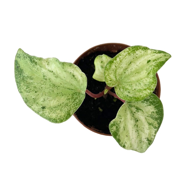 Peperomia Gold Dust Plant Live Gold Dust Peperomia Watermelonvariegated