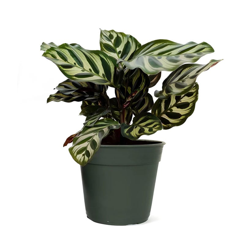 PlantCityUS Calathea Makoyana Plant - Thumbnail 2