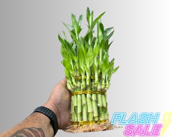 Lucky Bamboo Live Plant Heart Shaped | Zen Heart Shaped Bamboo | Hydroponic  Plants Dracaena Sanderiana | Aquarium Plants Grown in Water - Etsy