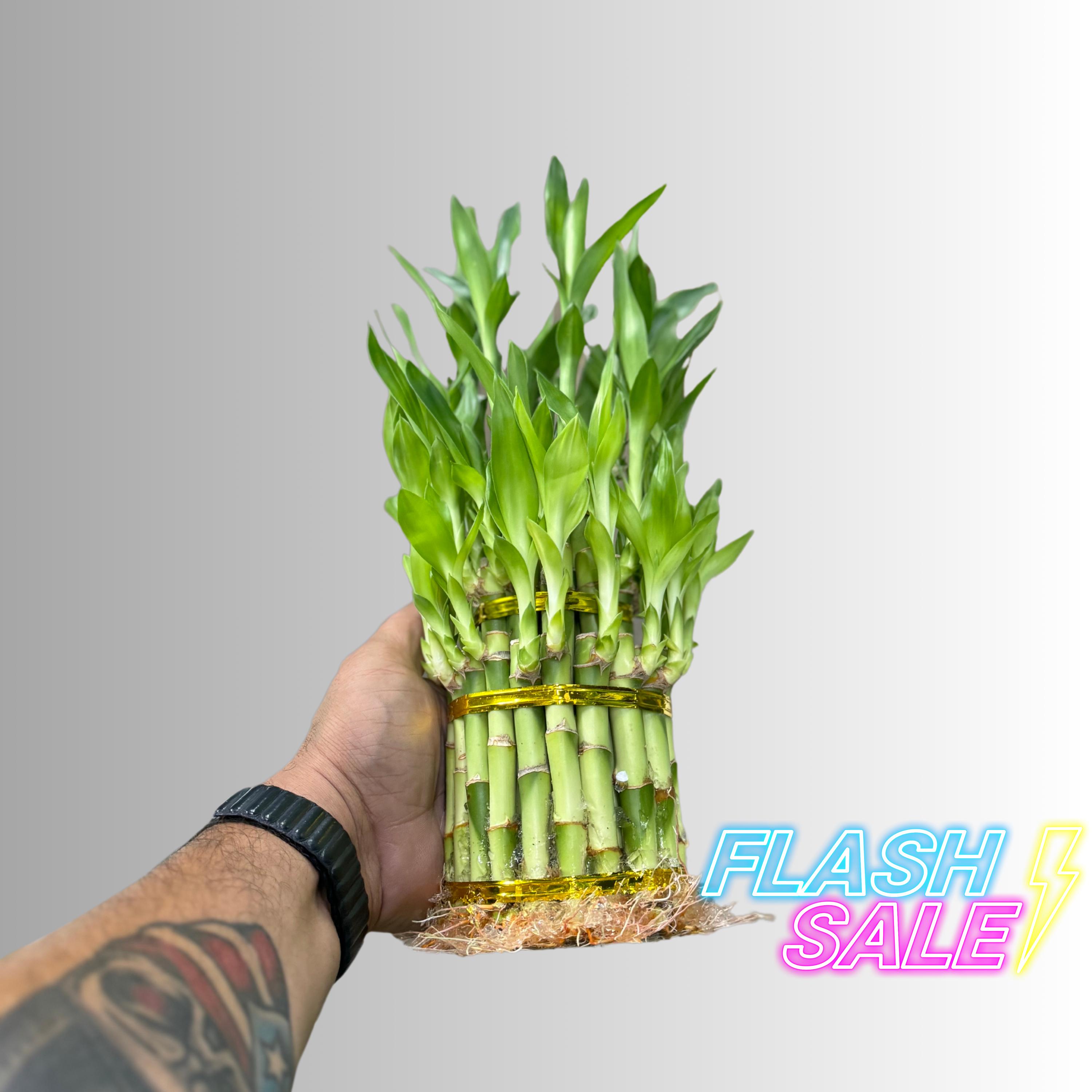 Lucky Bamboo In Neutral Pottery Local Delivery Only In South Milwaukee, WI - PARKWAY FLORAL INC - Foto 4