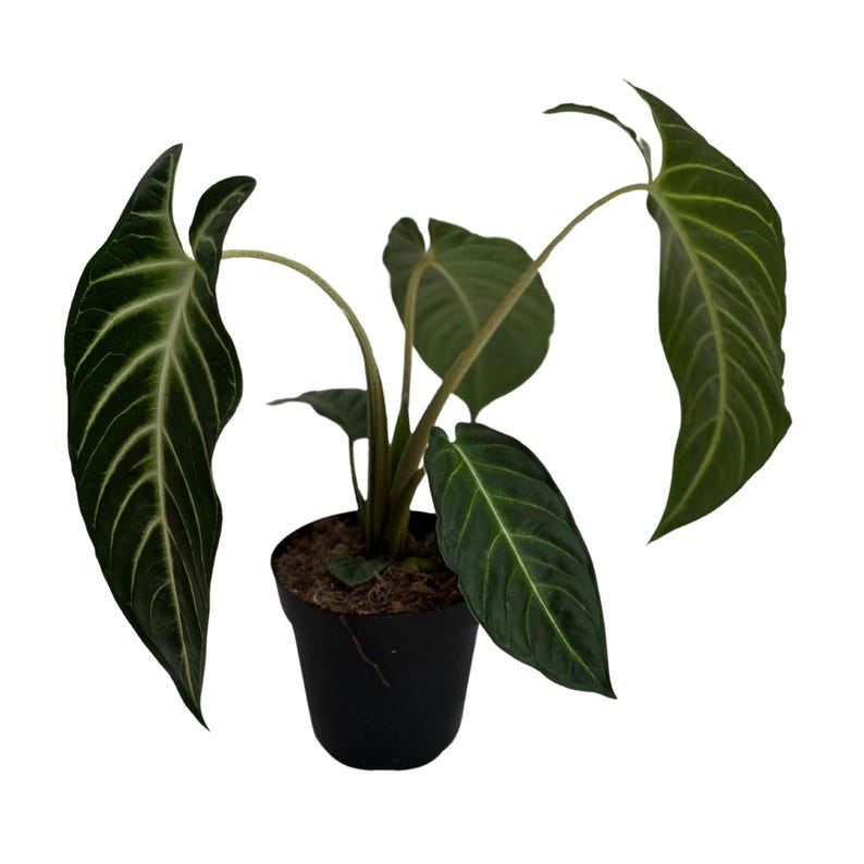 PlantCityUS Xanthosoma Lendenii Plant